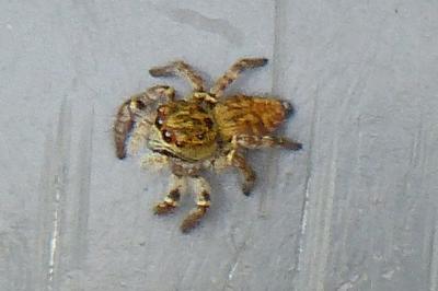 <i>Carrhotus xanthogramma</i>