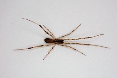 <i>Episinus angulatus</i>