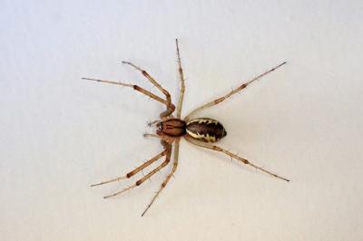 <i>Linyphia triangularis</i>