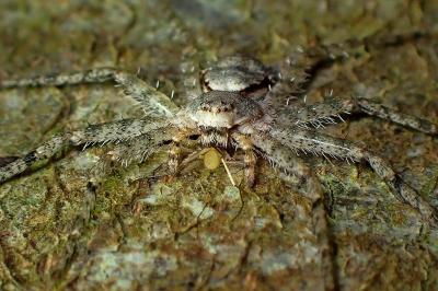 <i>Philodromus</i>