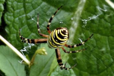 <i>Argiope bruennichi</i>