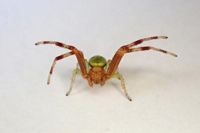 <i>Ebrechtella tricuspidata</i>
