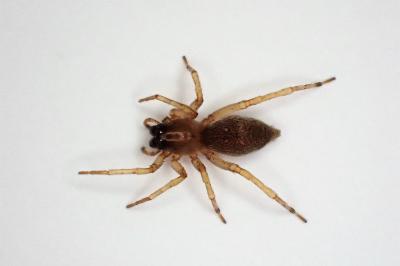 <i>Clubiona lutescens</i>