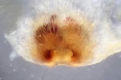 <i>Clubiona lutescens</i>