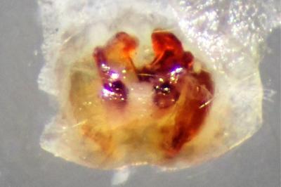 <i>Clubiona lutescens</i>