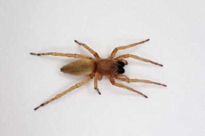 <i>Clubiona phragmitis</i>