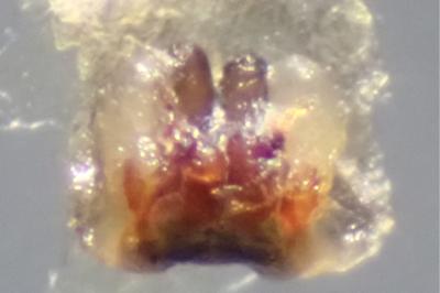 <i>Clubiona phragmitis</i>