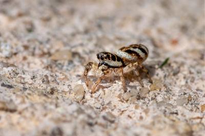 <i>Salticus scenicus</i>