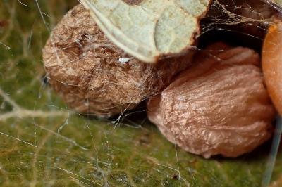 <i>Parasteatoda lunata</i>