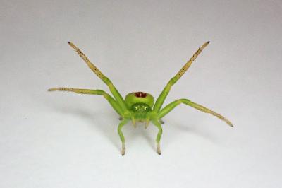 <i>Ebrechtella tricuspidata</i>