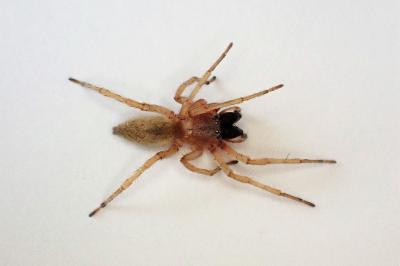 <i>Clubiona phragmitis</i>