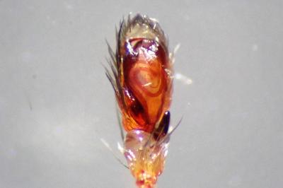 <i>Clubiona phragmitis</i>
