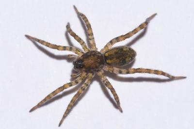 <i>Arctosa perita</i>