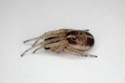 <i>Singa nitidula</i>