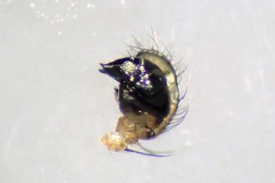 <i>Singa nitidula</i>