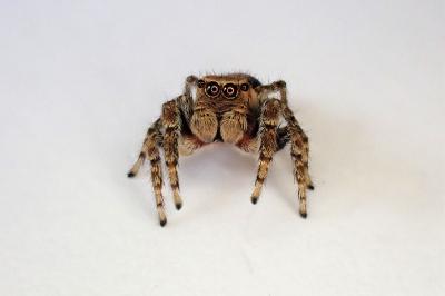 <i>Evarcha falcata</i>