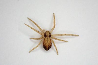 <i>Philodromus dispar</i>