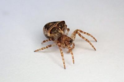 <i>Gibbaranea bituberculata</i>