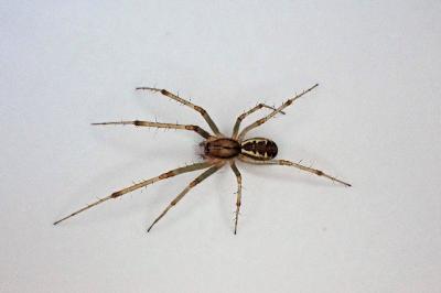 <i>Linyphia triangularis</i>