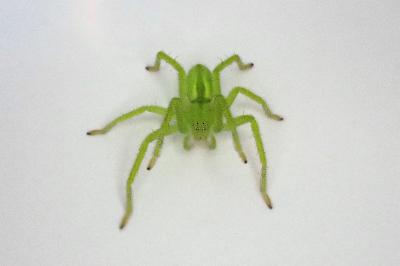 <i>Micrommata virescens</i>