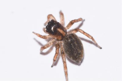 <i>Saitis barbipes</i>