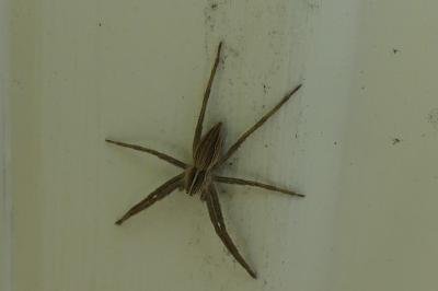 <i>Pisaura mirabilis</i>