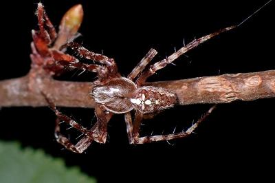 <i>Araneus diadematus</i>