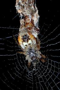 <i>Cyclosa conica</i>