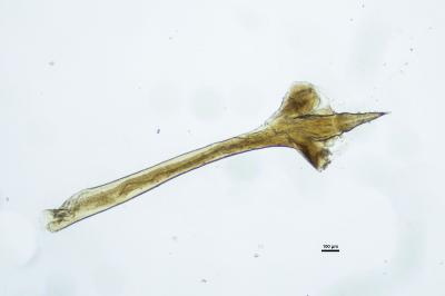 <i>Nelima doriae</i>