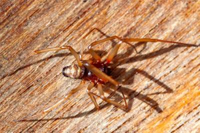 <i>Steatoda grossa</i>
