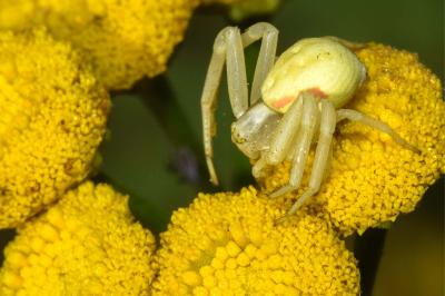 <i>Misumena vatia</i>