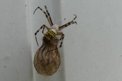 <i>Argiope bruennichi</i>