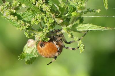 <i>Araneus quadratus</i>