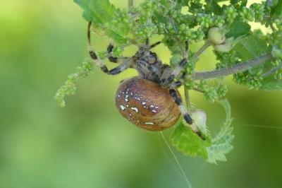 <i>Araneus quadratus</i>