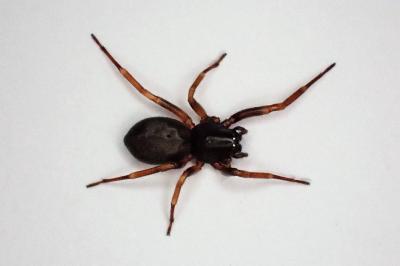 <i>Cetonana laticeps</i>