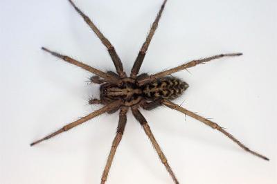 <i>Eratigena saeva</i>