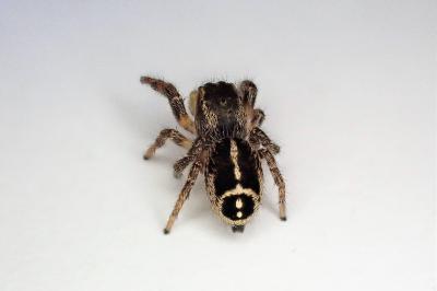 <i>Pellenes tripunctatus</i>