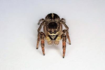 <i>Pellenes tripunctatus</i>