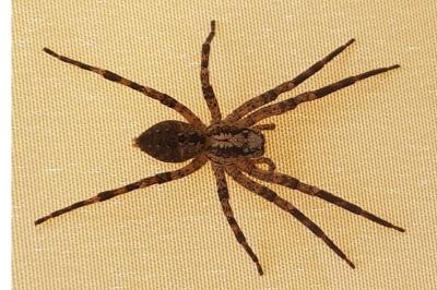 <i>Zoropsis spinimana</i>
