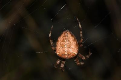 <i>Araneus diadematus</i>