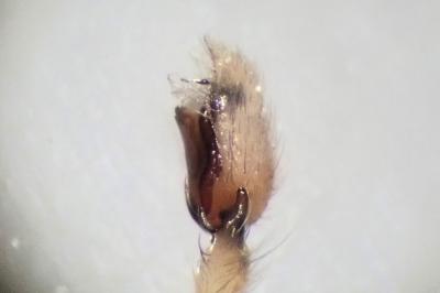 <i>Clubiona terrestris</i>