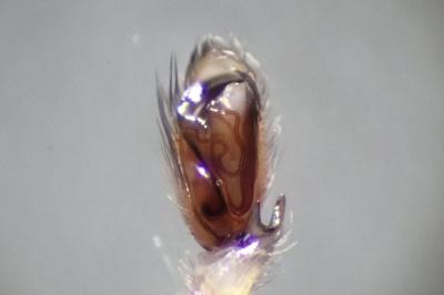 <i>Clubiona terrestris</i>
