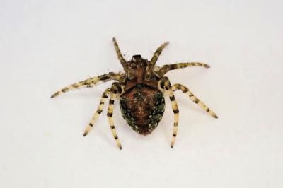 <i>Gibbaranea gibbosa</i>