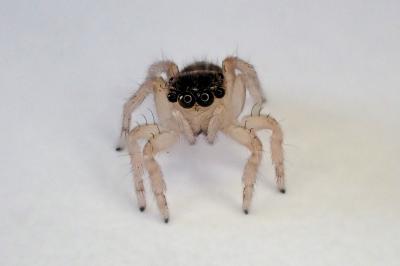 <i>Saitis barbipes</i>