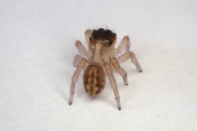 <i>Saitis barbipes</i>