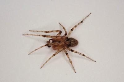 <i>Zygiella atrica</i>