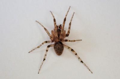 <i>Zygiella atrica</i>