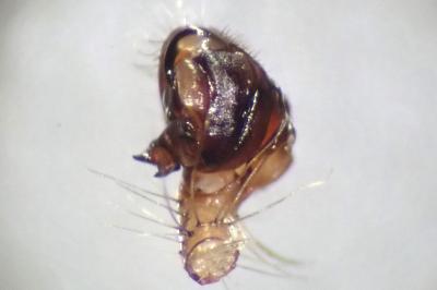 <i>Zygiella atrica</i>