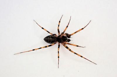 <i>Lepthyphantes minutus</i>