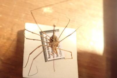 <i>Phalangium opilio</i>